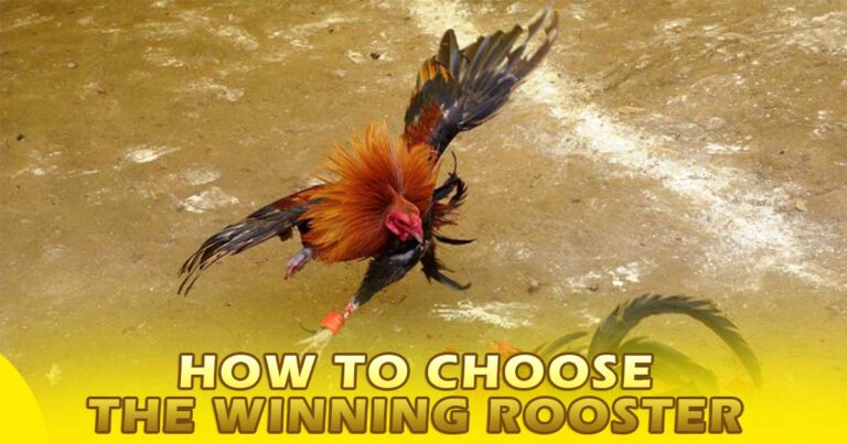 Guide to Choosing Winning Rooster in Online Sabong