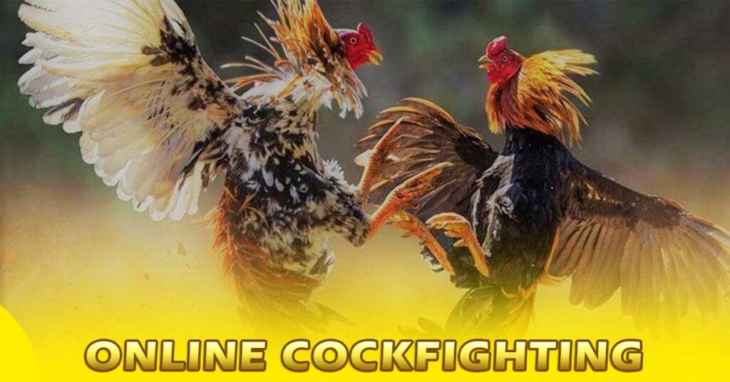 Online Cockfighting