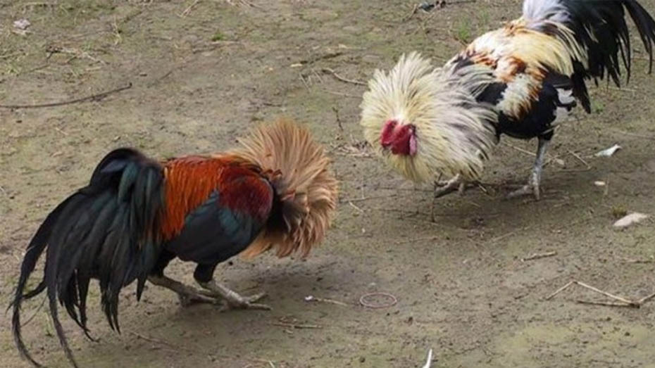 What are the Best Fighting Rooster Breeds?